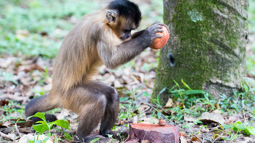 Mono capuchino fracturando nueces utilizando una roca como martillo y otra más grande como yunque en el Noreste de Brasil. Crédito: Tiago Falótico.