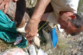 Bernardo Arroyo, uno de los investigadores, mide la cabeza de un ejemplar de buitre leonado.