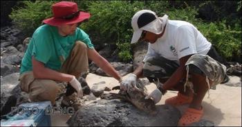 Investigadores del Parque Nacional de Galápagos examinan un lobo marino.