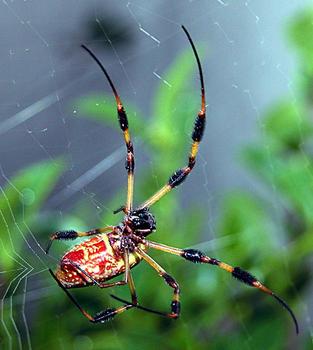 Investigadores de la Universidad de Costa Rica y el Smithsonian en Panamá se preguntaron por qué las arañas no se pegan en sus propias redes (FOTO: STRI).