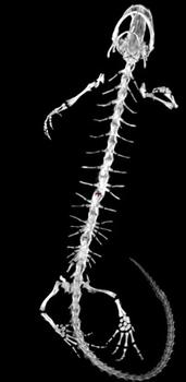 Esqueleto del tritón deforme. Foto: MNCN.