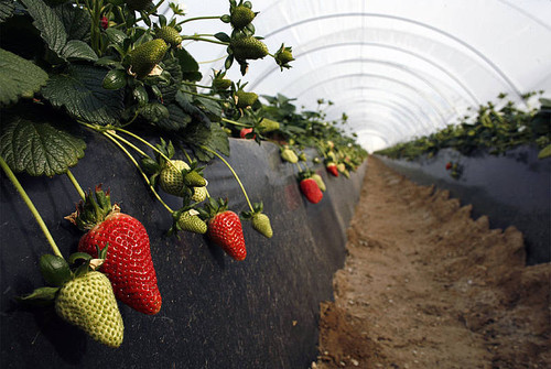 Cultivo de fresas. FOTO: UN.