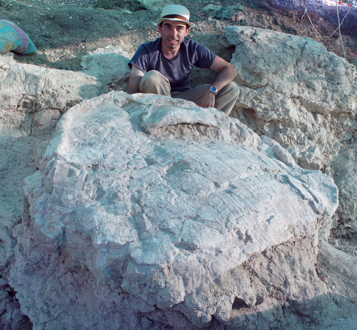 Adán Pérez-García, junto a un ejemplar de tortuga gigante fosilizado. Foto: UNED.