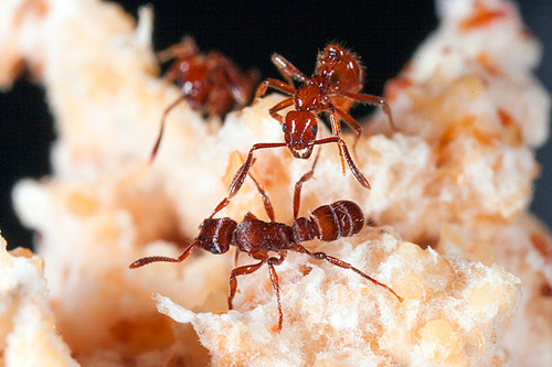 Hormigas mercenarias (FOTO: STRI).