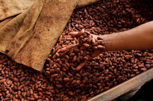 Fermentación de granos de cacao/Ingemann Fine Cocoa