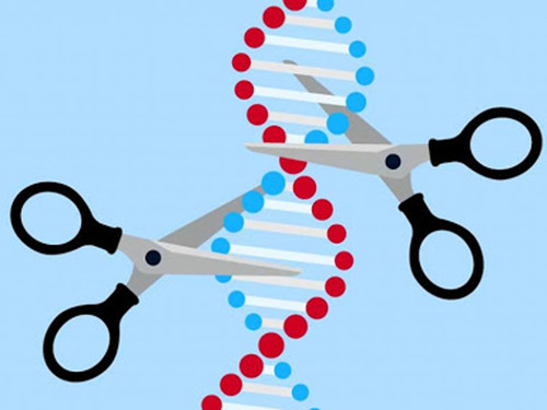 CRISPR, las tijeras moleculares.