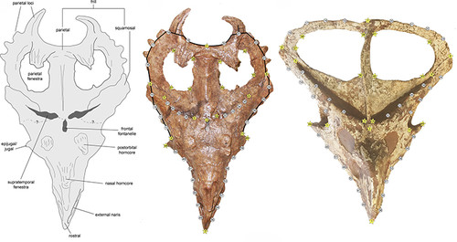 Configuración de los landmarks que permiten analizar la forma del escudo de Centrosaurus apertus (izquierda y central) y Protoceratops andrewsi (derecha).