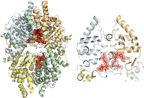 Estructura en 3D de la proteína desoxihipusina sintasa de Brugia malayi/CQMED