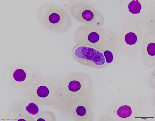 El parásito identificado se ha denominado 'Hepatozoon simidi'.