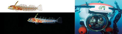 Una diminuta nueva especie de peces de la familia blenniidae, de alrededor de 2 cm de largo. (FOTO: STRI).