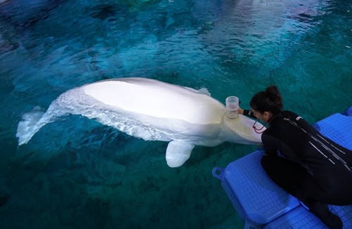 Pruebas de espirometría con una beluga. Foto: Fundación Oceanogràfic.