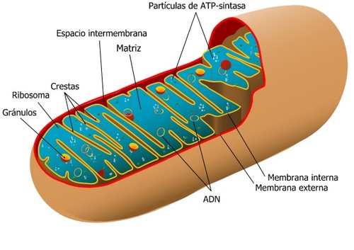 Mitocondria.