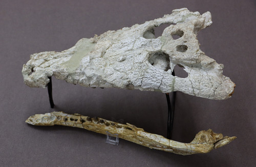 Cráneo y mandíbula del mayor cocodrilo que habitó los ríos zamoranos durante el Eoceno, Asiatosuchus./Sandra López-USAL.
