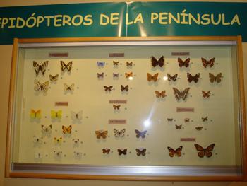 La exposición integra los lepidópteros más representativos de la península