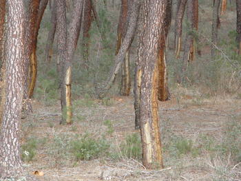 Marcas de la extracción de resina (resinado) en pinos rodeno ('Pinus pinaster').