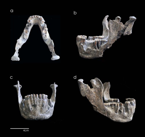 Resto mandibular del cráneo 5 hallado en el yacimiento georgiano de Dmanisi. FOTO: CENIEH.