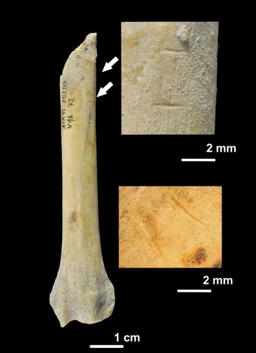 Presencia en estos restos de marcas de corte, evidencias de procesamiento culinario y de mordeduras humanas.