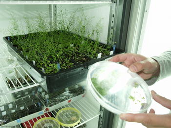 Muestra de la planta 'Arabidopsis thaliana', utilizada como modelo para investigación.