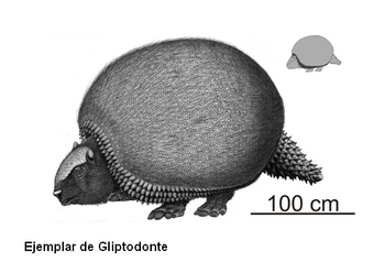 Gliptodonte, especie emparentada con los armadillos que vivió hace 30.000 años (FOTO: Infouniversidades).