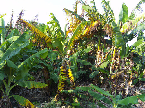 El Mal de Panamá es una enfermedad caracterizada por el marchitamiento en las hojas y pérdida del producto. No afecta solo al banano y al plátano, sino que también tiene posibilidad de dañar otros cultivos (Foto G.I.)