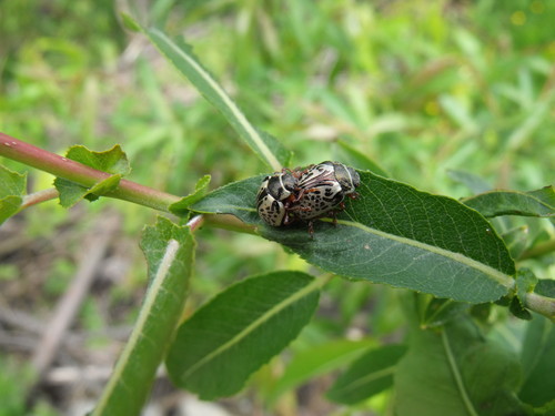 Dos ejemplares del escarabajo herbívoro ‘Calligrapha’. Foto: CSIC.