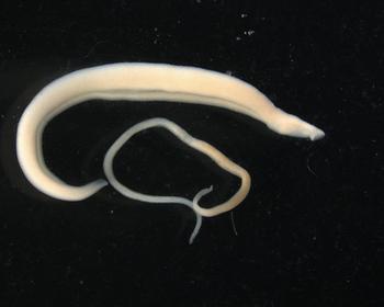 Imagen de un macho y una hembra adultos de 'Schistosoma bobis' (Foto: Irnasa)