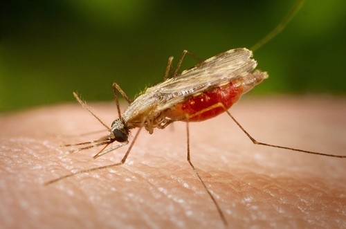 Mosquito 'Anhopheles darlingi'/James Gathany/ CD