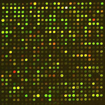 Microarrays de expresión génica.