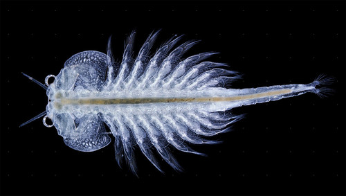 Artemia salina, una especie de crustáceo branquiópodo.