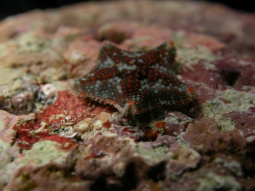 Ejemplar de una estrella de mar Asterina martinbarriosi. Foto: CSIC. 