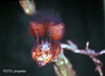 Imagen de una ardilla, una de las especies características de Tierra de Pinares.