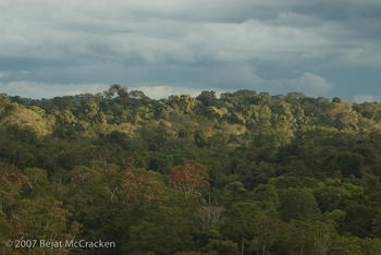 Vista del dosel del bosque del Parque Nacional Yasuní, Ecuador. (Foto: Bejat McCracken/Cortesía de la Universidad de Texas)