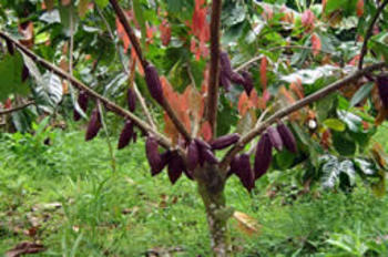 Cacao (FOTO: Corpoica).