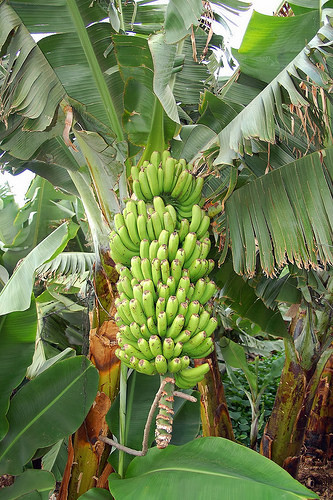 Gigantes-banana proporciona innumerables deliciosa plátanos