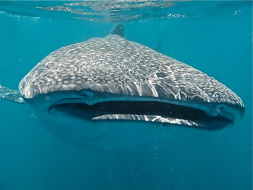 Tiburón ballena. FOTO: STRI.
