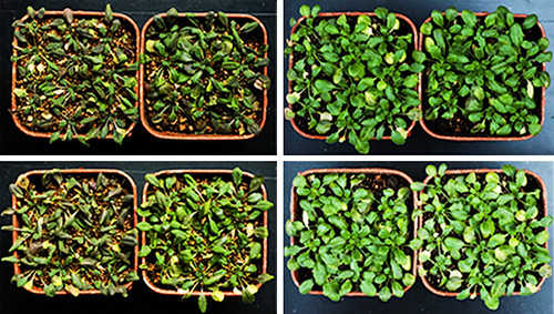 Las plantas modificadas para sobreexpresar las proteínas RGLG1 y RGLG5 (derecha) han resistido mejor las condiciones de sequía. Imagen: CSIC.