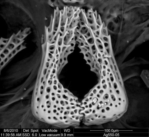 Imagen tomada mediante microscopía electrónica de dos espinas modificadas con forma de pinza de un ejemplar de Asterina vicentae. / CSIC.