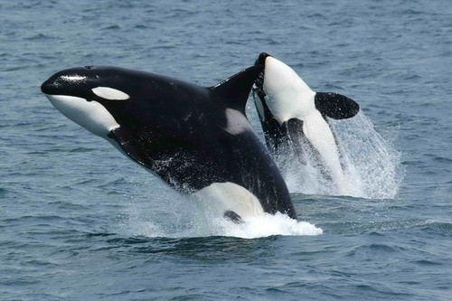 Orcas/Robert Pittman, NOAA, Wikimedia Commons