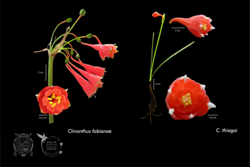 Las dos nuevas especies de plantas, 'Clinanthus fabianae' y 'C. thiagoi'.