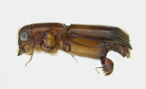 El escarabajo de la ambrosía Crossoterasus externedentatus (Curculionidae: Platypodinae)./Bjarte Jordal.