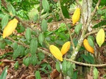 Planta de donde se obtiene el cacao fino de aroma (FOTO: INIAP)