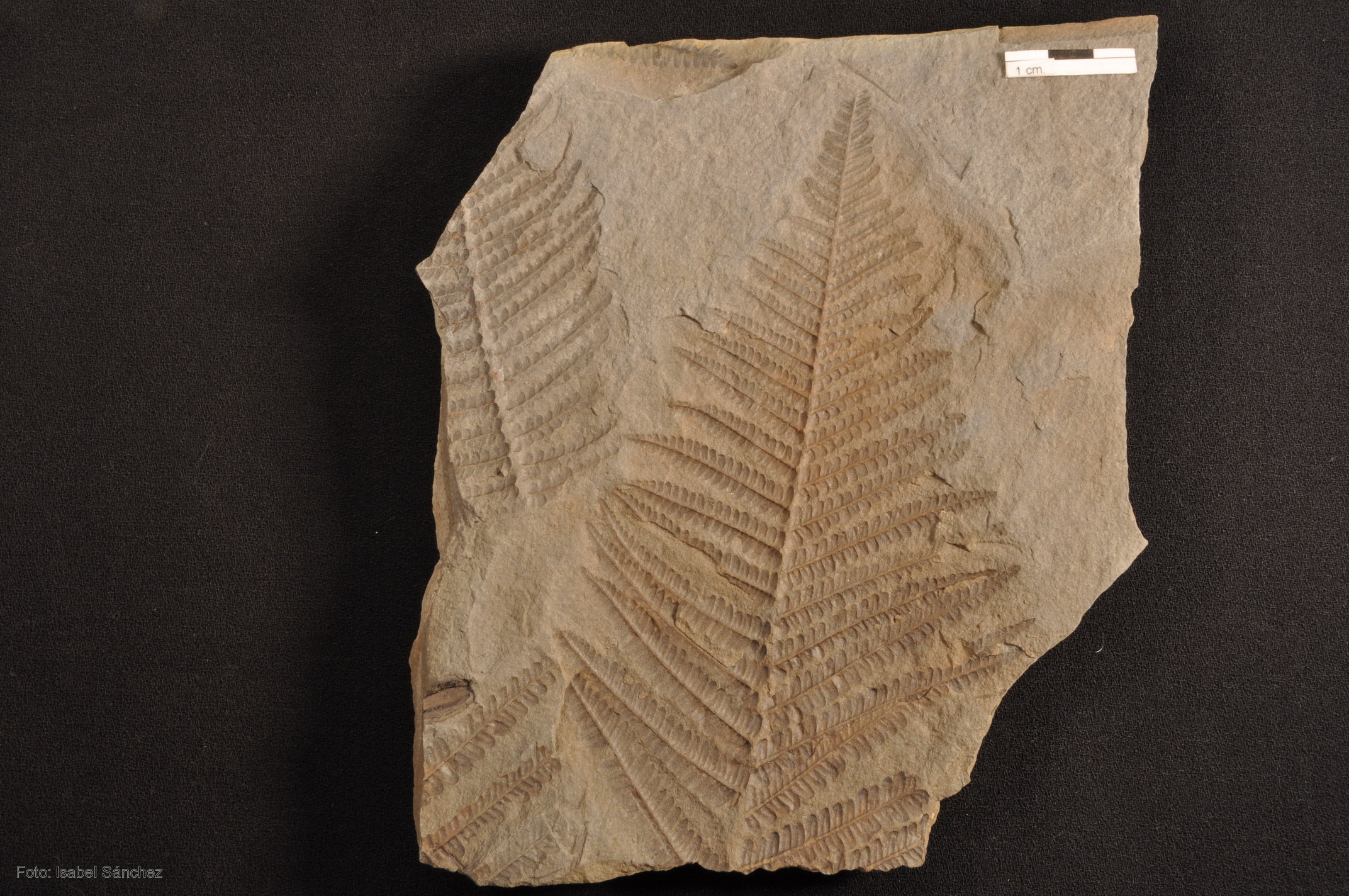 Fósil del helecho 'Pecopteris monyi', procedente de una escombrera ...