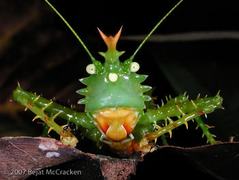 El exótico grillo Panacanthus cuspidatus es una de las 100 mil especies de insectos que, se calcula, habitan en el Parque Nacional Yasuní, Ecuador. (Foto: Bejat McCracken/Cortesía de la Universidad de Texas)