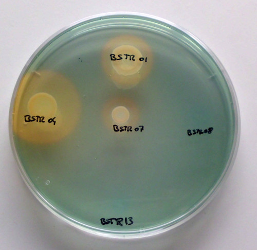 Microorganismos utilizados en la investigación del IRNASA. Foto: Álvaro Peix.