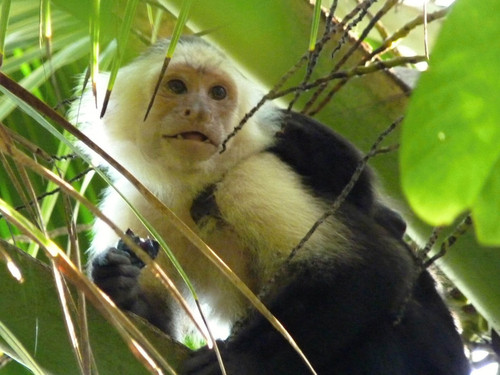 Los monos capuchinos, que habitan en selvas y bosques de varios países de América del Sur, realizan en su hábitat natural movimientos muy variados.