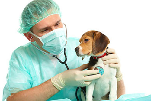 Un perro en el veterinario. FOTO: USACH.