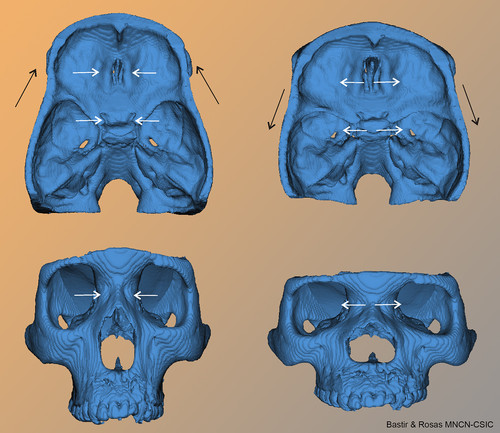 Relación entre la anchura de la base del cráneo en su zona media y sus efectos sobre el tamaño y forma de la cara. Imagen: CSIC.