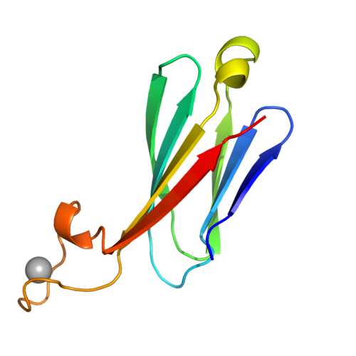 Estructura del diseño de un dominio de inmunoglobulina con zona de unión a calcio. /Enrique Marcos.