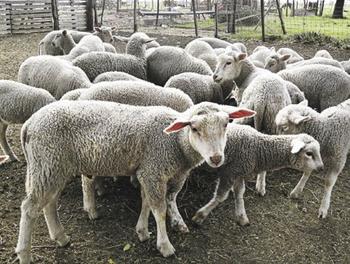 Rebaño de ovejas (FOTO: UNL).