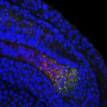 Doble tinción para detectar la transcripción naciente de los genes irx3 (rojo) e irx5 (verde) en los núcleos (azul) de embriones de pez cebra (nueva ventana). / CSIC
